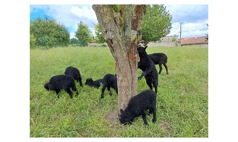 8 lambs!