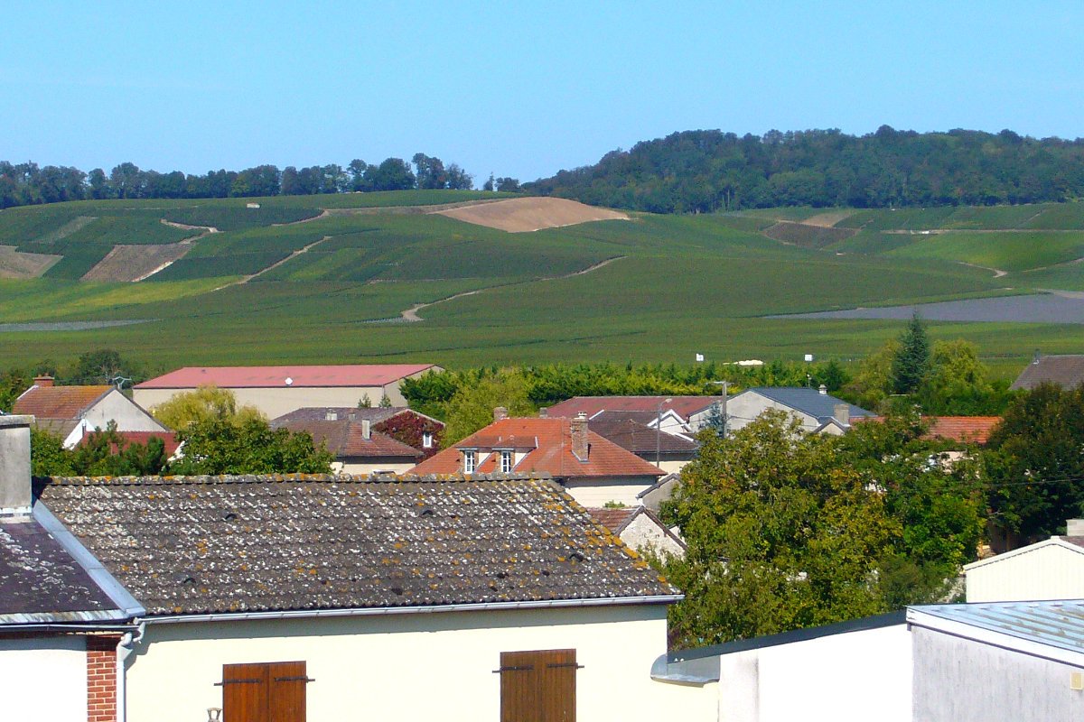 Vue sur le vignoble du gîte la Mandelette 7 à 9 personnes à Bouzy