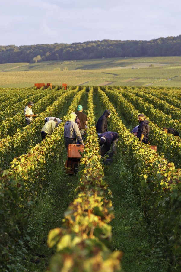 Vendanges du Champagne Alfred Tritant à Bouzy