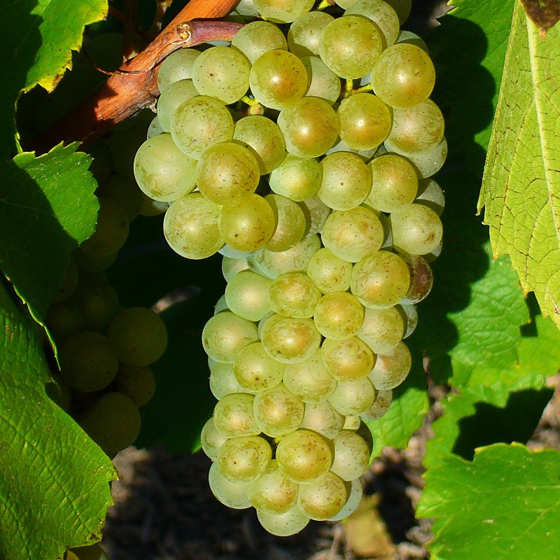 Cépage Chardonnay du Champagne Alfred Tritant à Bouzy