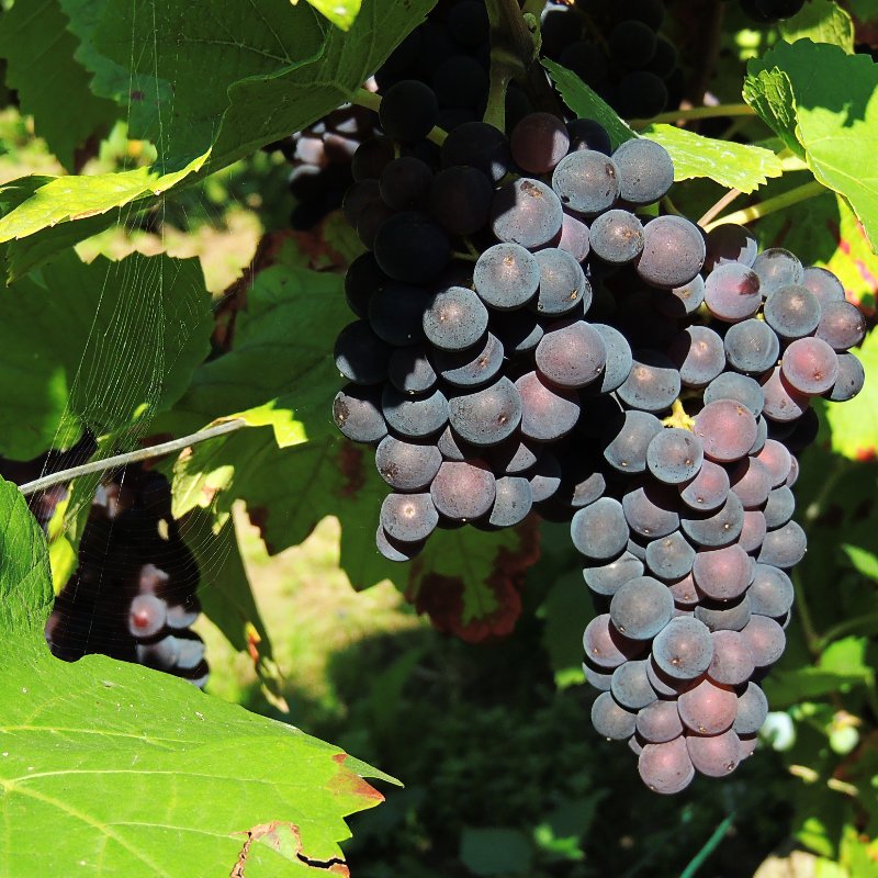 Cépage Pinot noir du Champagne Alfred Tritant à Bouzy