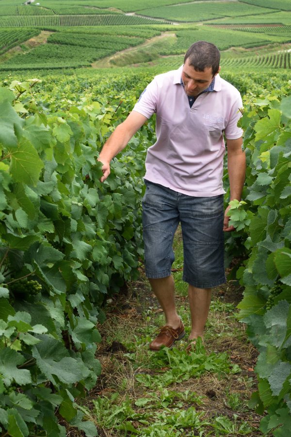 Rang de vignes du Champagne Alfred Tritant à Bouzy