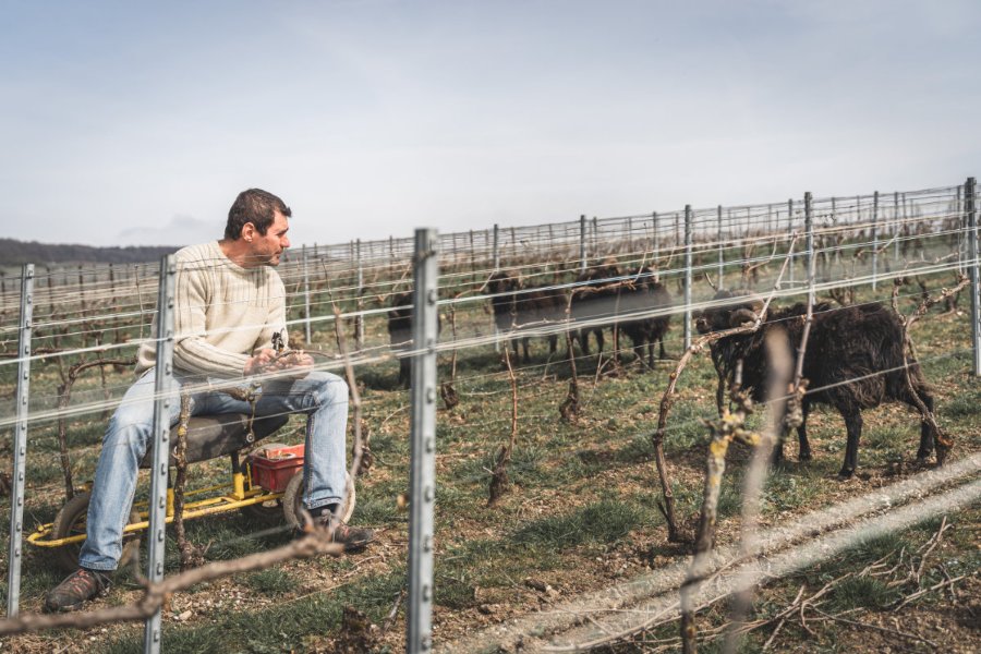 Ecopaturage au Champagne Alfred Tritant à Bouzy